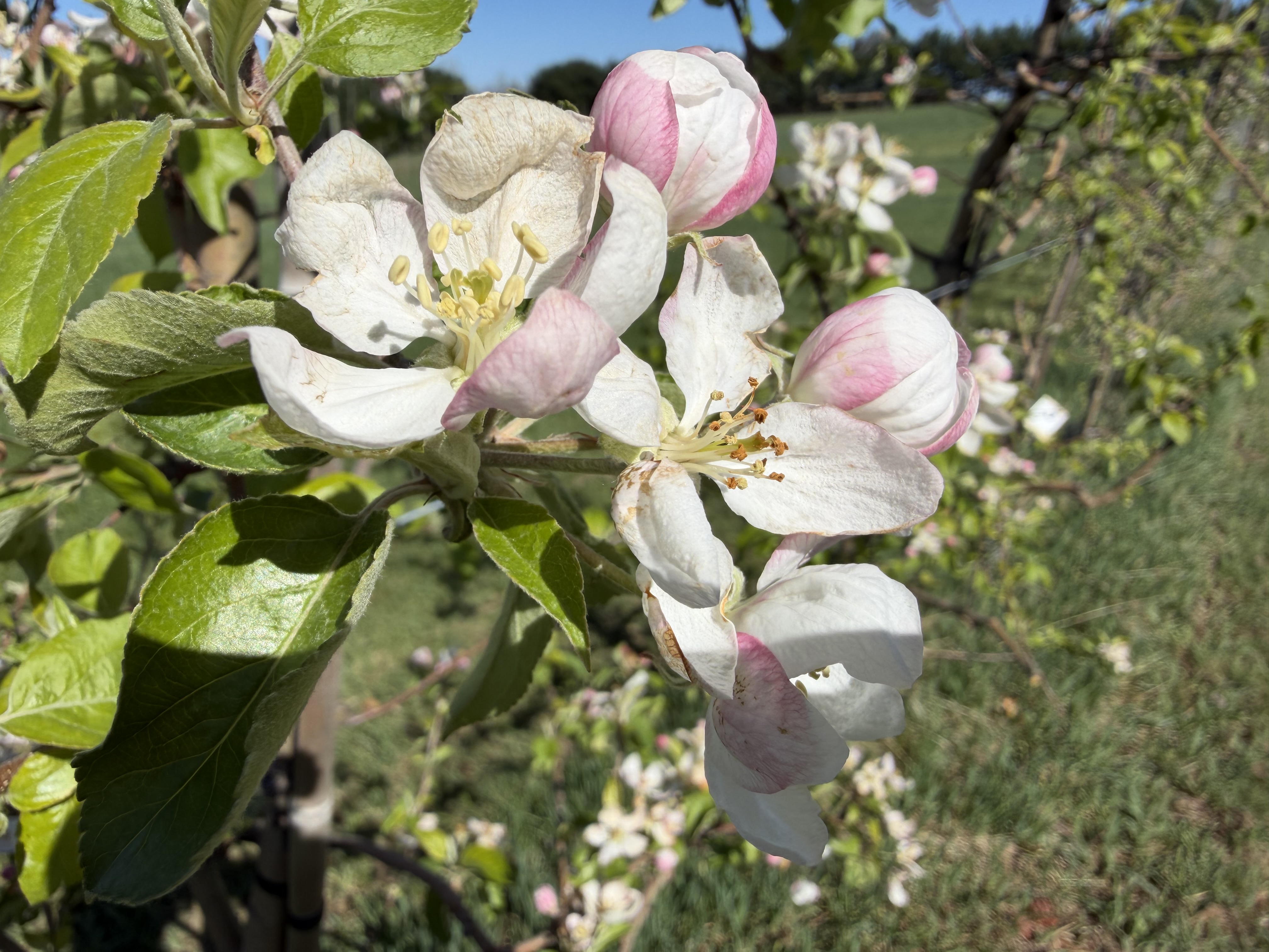 Pink Lady4-22-26_Dan Dick.JPG